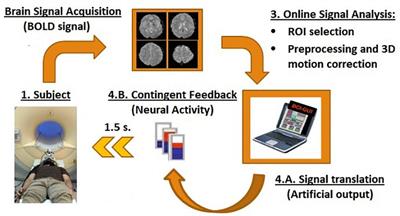 Self-Regulation of the Fusiform Face Area in Autism Spectrum: A Feasibility Study With Real-Time fMRI Neurofeedback